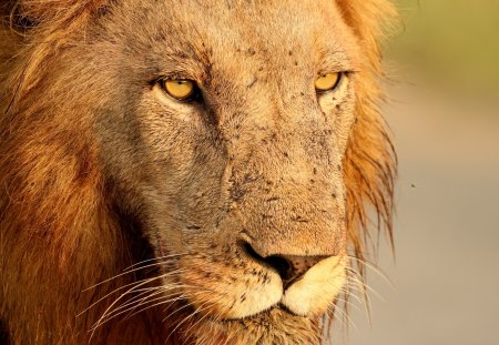 Lion king - face, close up, lion, wild life, big cat