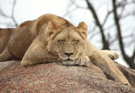 Taking a nap - sleep, lion, tired, wild life, lioness, big cat