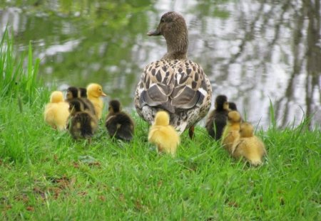 Mother duck taking the family out for a swim - water, cute, duck, spring, ducklings, swim