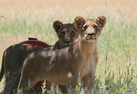 Alert lion cubs - alert, cute, cubs, lion, big cat, wild life