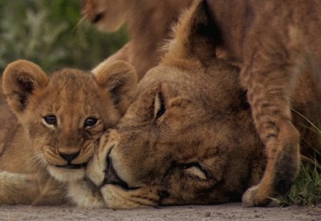 Lioness with cubs - cub, lion, wild life, lioness, big cat