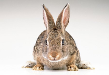 Cute rabbit - cute, rabbit, animal, domestic