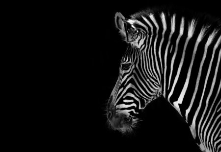 Zebra portrait - portrait, animal, wild life, zebra