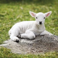 Lamb on the rocks