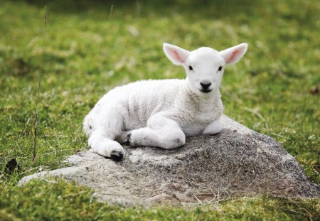 Lamb on the rocks - stone, sheep, rock, spring, lamb