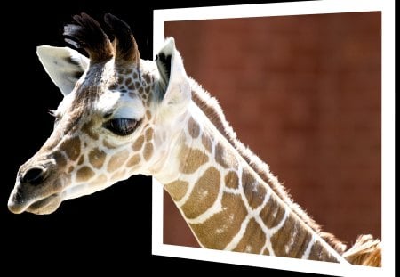 Giraffe art - giraffe, neck, wild life, art