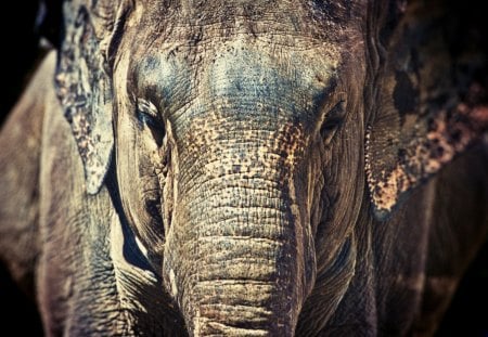 Great big elephant - beautiful, big, elephant, wild life