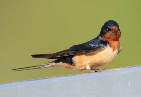 Swallow (Hirundo rustica) - red, animal, black, bird, spring, white, hirundo rustica, swallow, nature, green