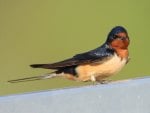 Swallow (Hirundo rustica)