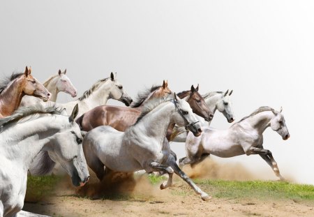 horses - run, field, animal, horses