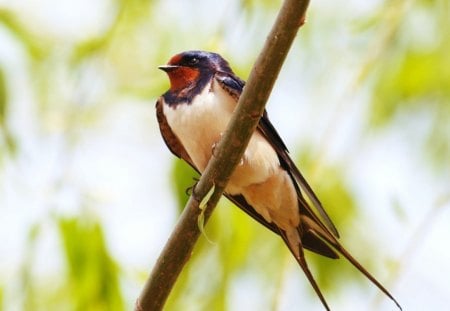 Swallow (Hirundo Rustica) - bird, branch, blue, spring, black, white, animal, nature, hirundo rustica, red, green, swallow