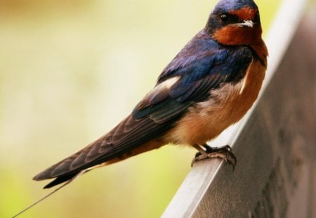 Swallow (Hirundo Rustica) - bird, blue, spring, black, white, animal, hirundo rustica, red, green, swallow