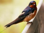 Swallow (Hirundo Rustica)