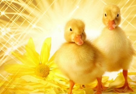 Ducklings - bird, duck, yellow, spring, flower, happy, ducklings, easter, white, cute, goldies