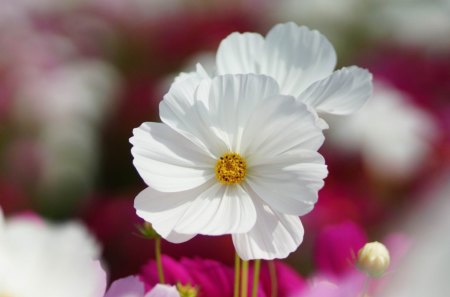 White flower - white, nature, yellow, pink, field, flower