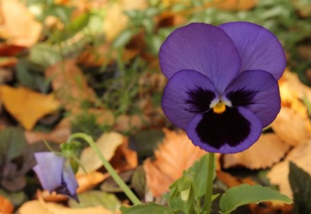 Purple - flower, purple, amazing, green