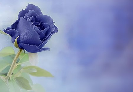 Blue Rose - texture, rose, blue, flower