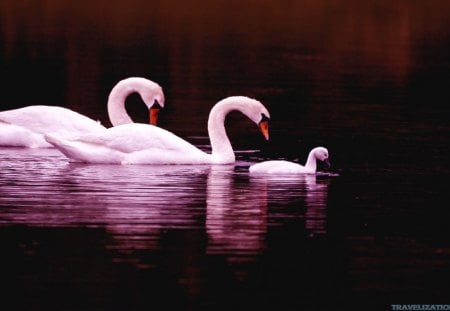 Family Swan - lake, water, evening, swimming