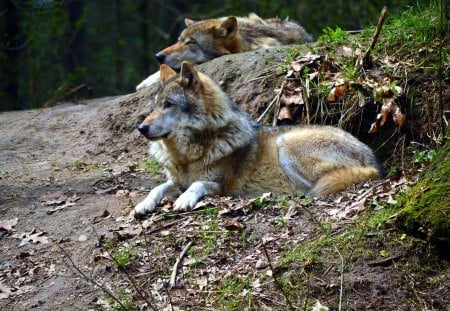 My Visit at the Wolfpark - european, resting, nature, predators