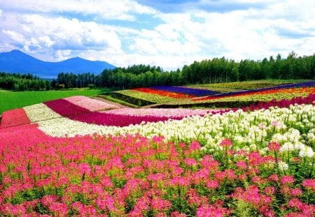 Field of flowers - clouds, pretty, trees, beautiful, landscape, slope, meadow, lovely, freshness, rows, flowers, colorful, nature, field, nice, sky