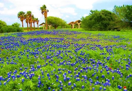 Bluebonnet time in Texas - greenery, clouds, pretty, beautiful, grass, meadow, lovely, freshness, flowers, Texas, nature, time, field, nice, sky, bluebonnets