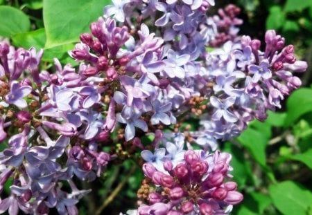 Summer Lilacs - summer lilacs, summer flowers, lilac bush, lilacs