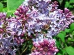 Summer Lilacs