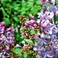 Summer Lilacs