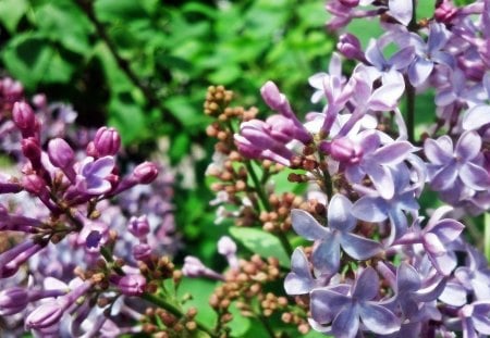 Summer Lilacs - flowers, Summer Lilacs, summer flowers, lilac bush, lilacs