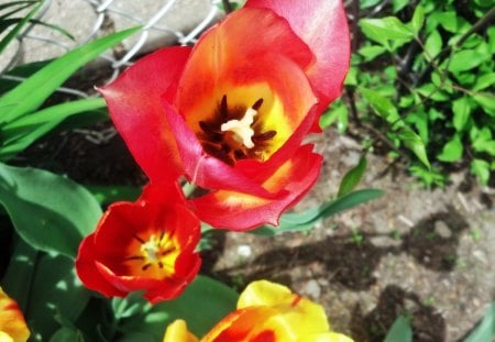 Red Tulip - summer flowers, Red Tulip, tulip, summer