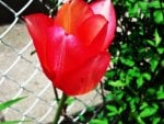 Tulip