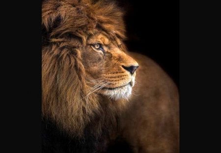 Savannah king - black, lion, Africa, King