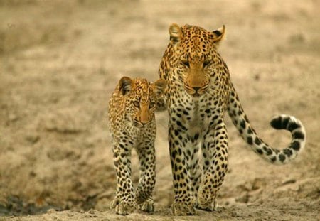 Mother and son - mother, leopard, cat, hunter