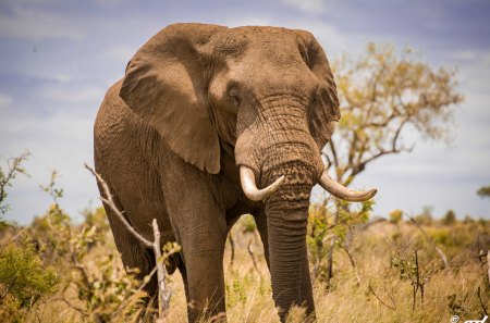 Big elephant - savannah, big, elephant, wild life