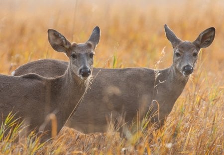 Fawns - savannah, fawn, animal, animals