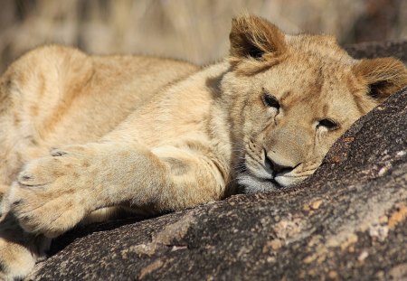 Not playing now - cub, resting, lion, big cat, wild life