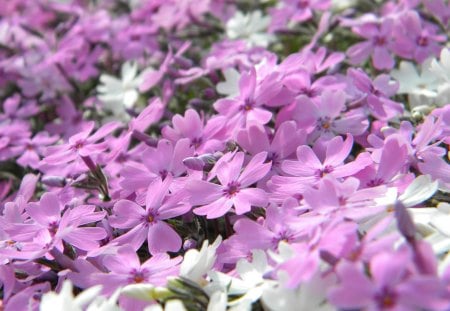 Purple floks carpet - flowers, carpet, purple, floks