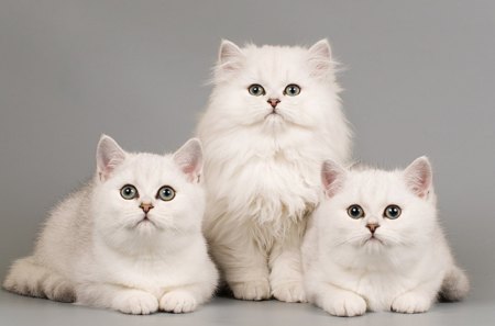 Trio - cat, trio, white, cats