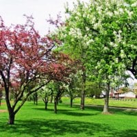 Spring Trees