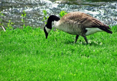 Feeding Goose - feeding goose, canadian goose, park goose, goose