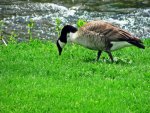 Feeding Goose