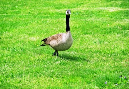 WHAT THE DUCK? - canadian goose, what the duck, feeding duck