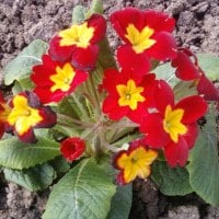 PRIMULA