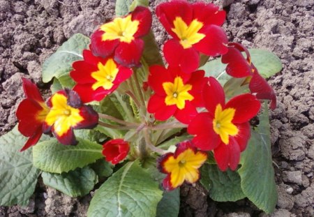 PRIMULA - nice, flowers, yellow, red