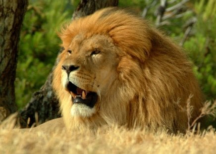 Great lion - yawn, lion, roar, wild life, big cat