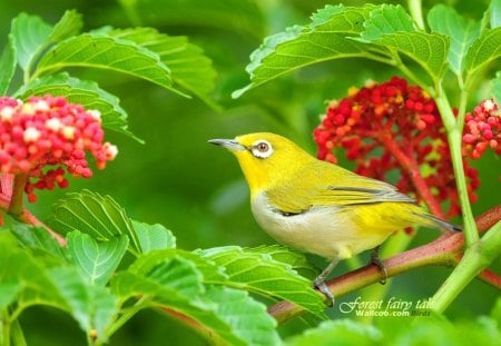 Gorgeous bird - sweet, gorgeous, yellow, bird