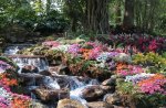 babbling brook in a garden