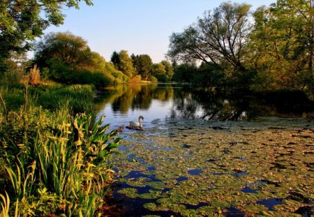 swan and chicks through water lilies on a lake - trees, lilies, swan, chicks, lake