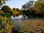 swan and chicks through water lilies on a lake