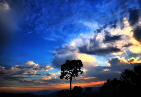 Look to the sky - evening, clouds, tree, sky